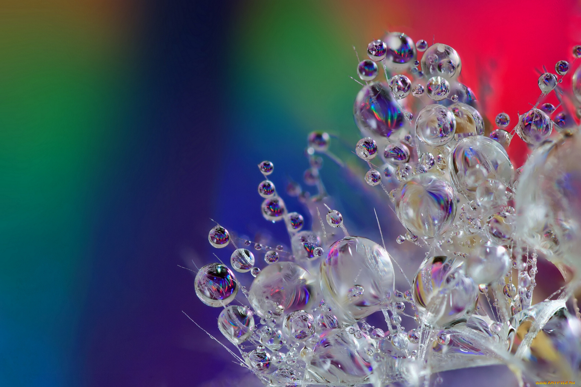 природа, макро, капли