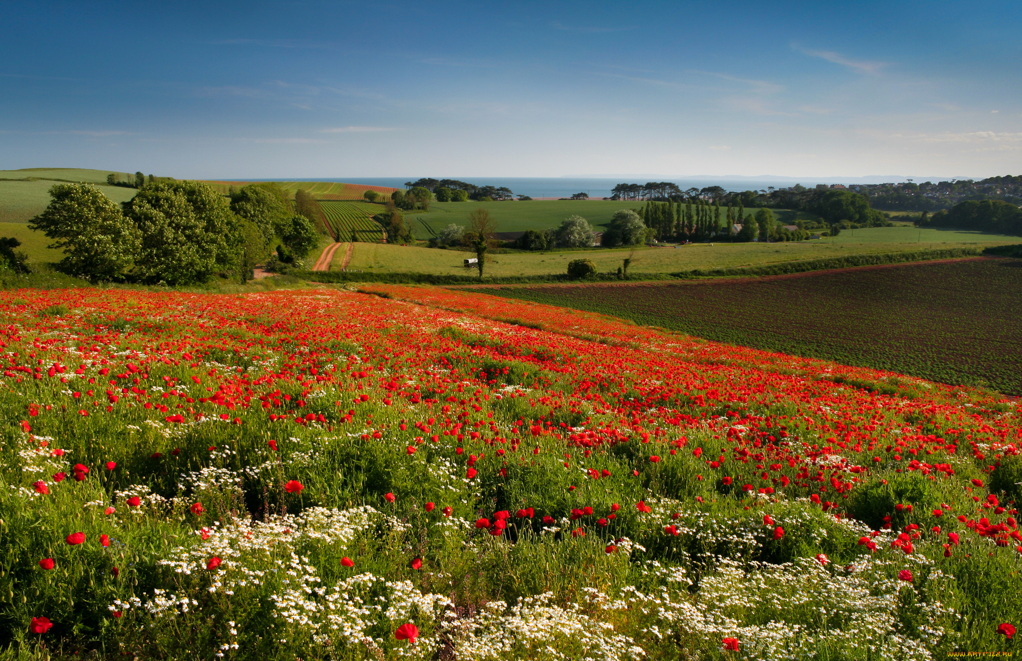 budleigh, salterton, england, природа, поля, англия, луг, пейзаж, деревья, ромашки, маки, цветы