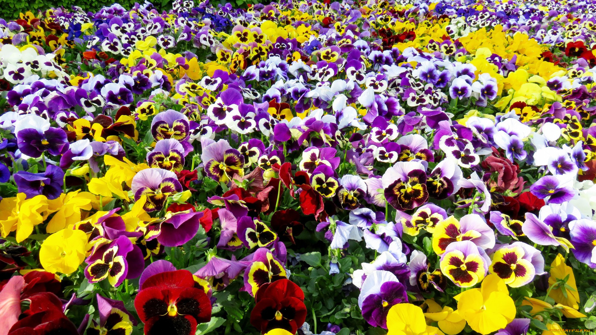 цветы, анютины, глазки, , садовые, фиалки, фон