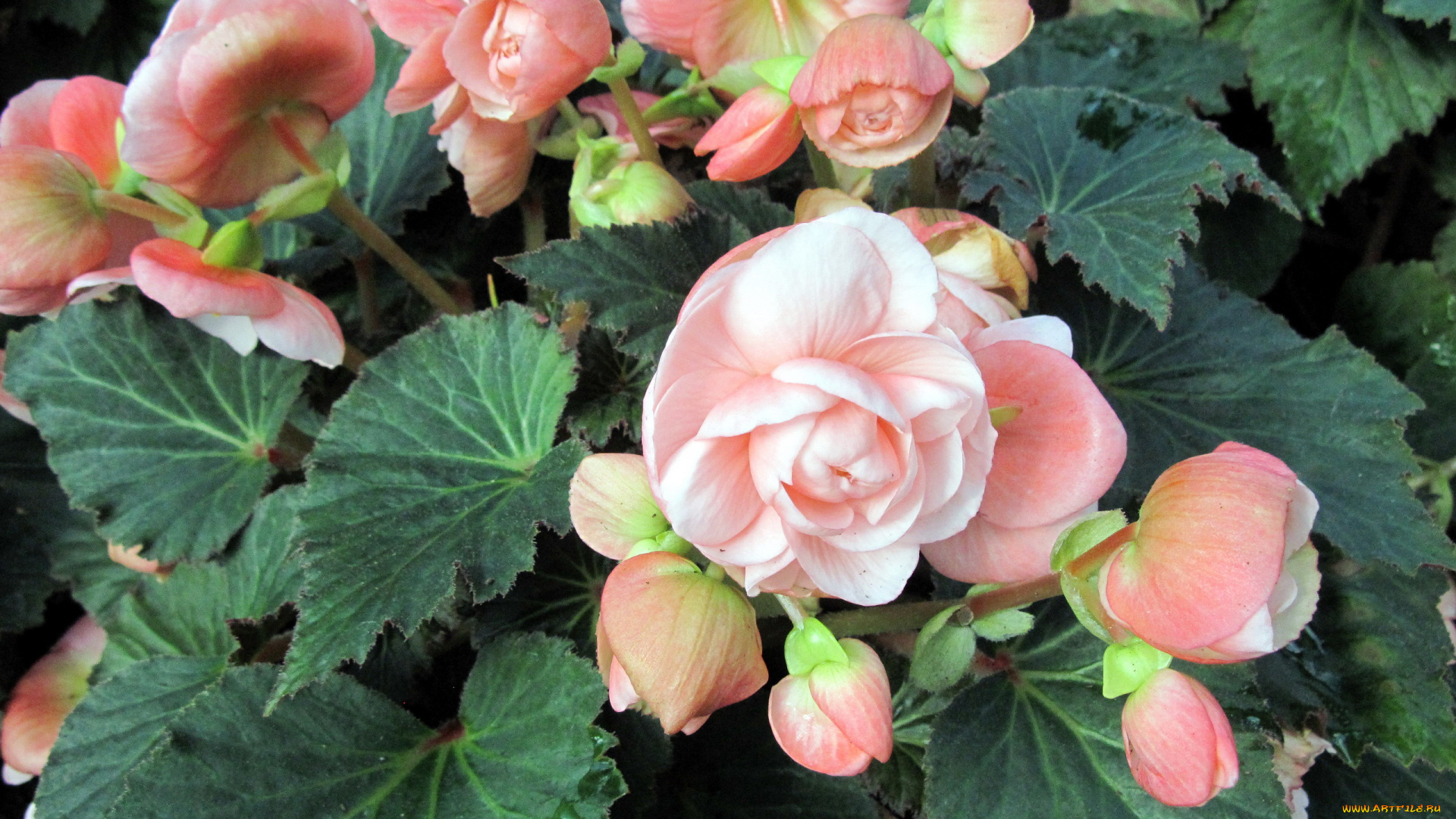 цветы, бегония, розовый