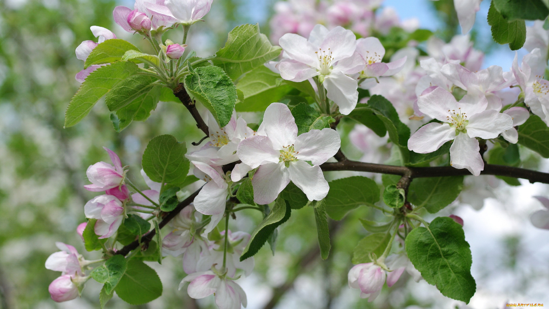 цветы, цветущие, деревья, , , кустарники, весна, яблоня, макро, ветки