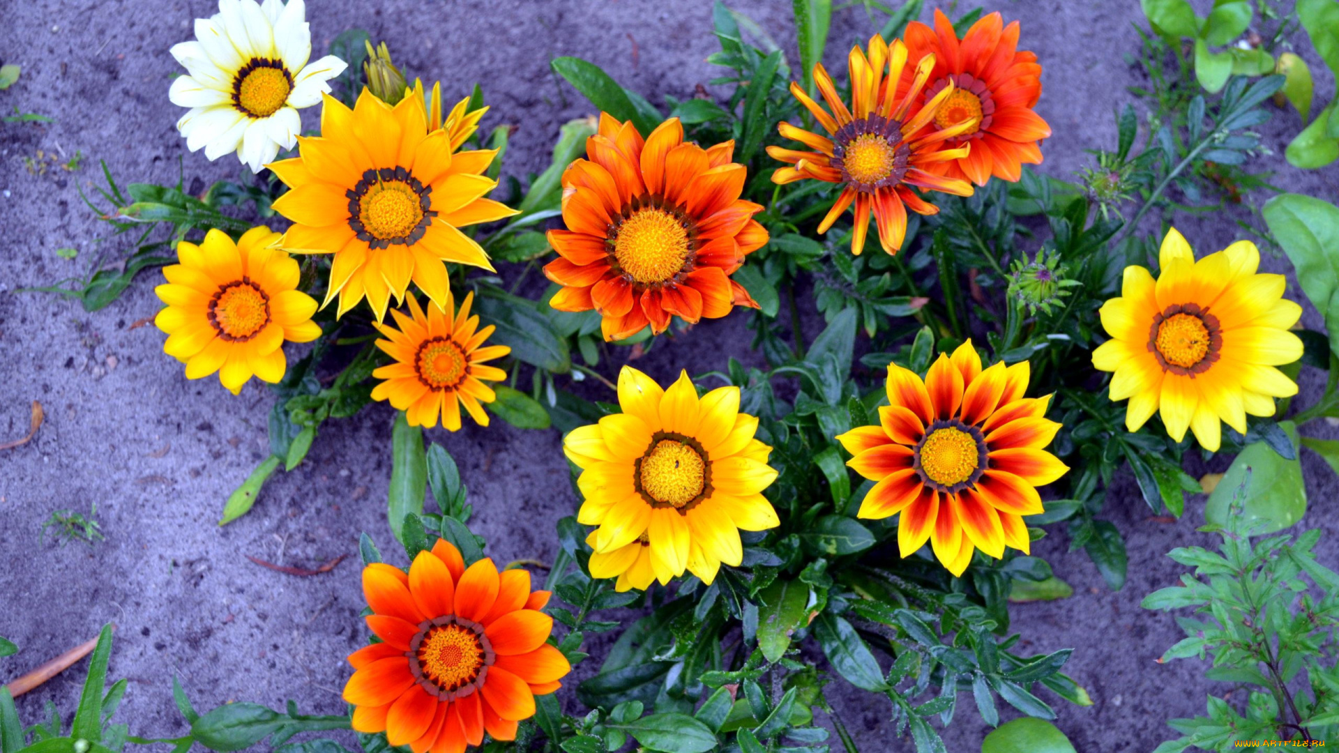 цветы, газания, оранжевый