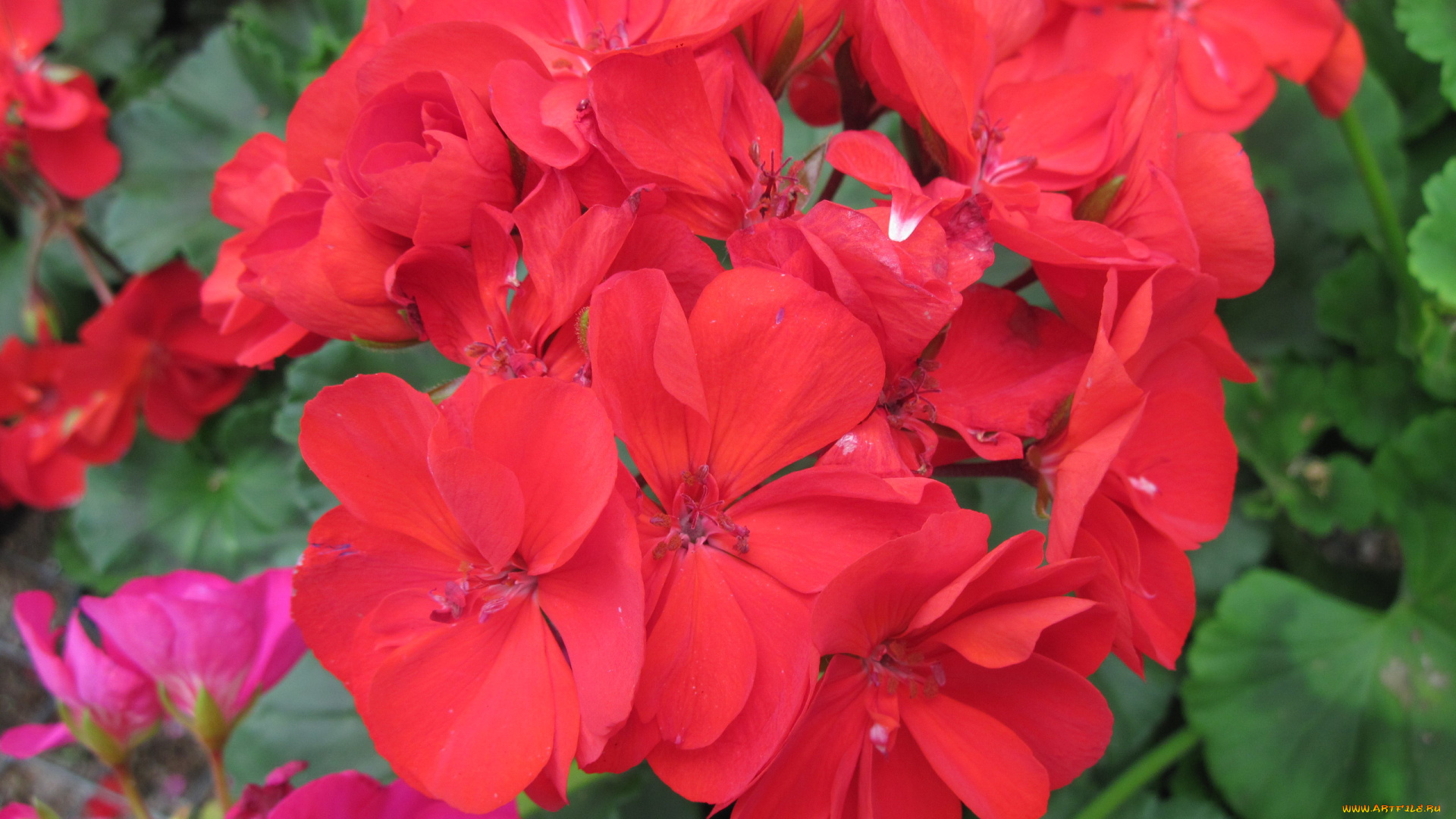 цветы, герань, красный