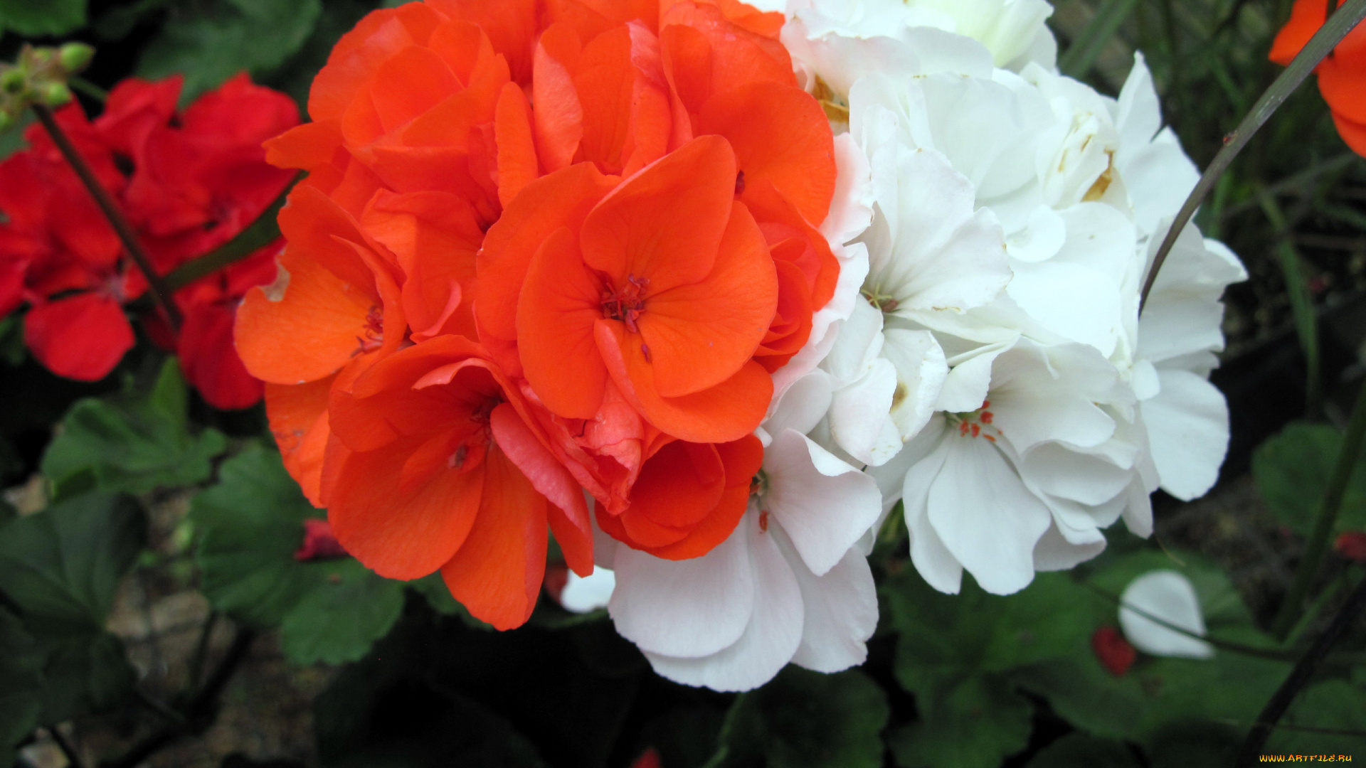 цветы, герань, красный, белый