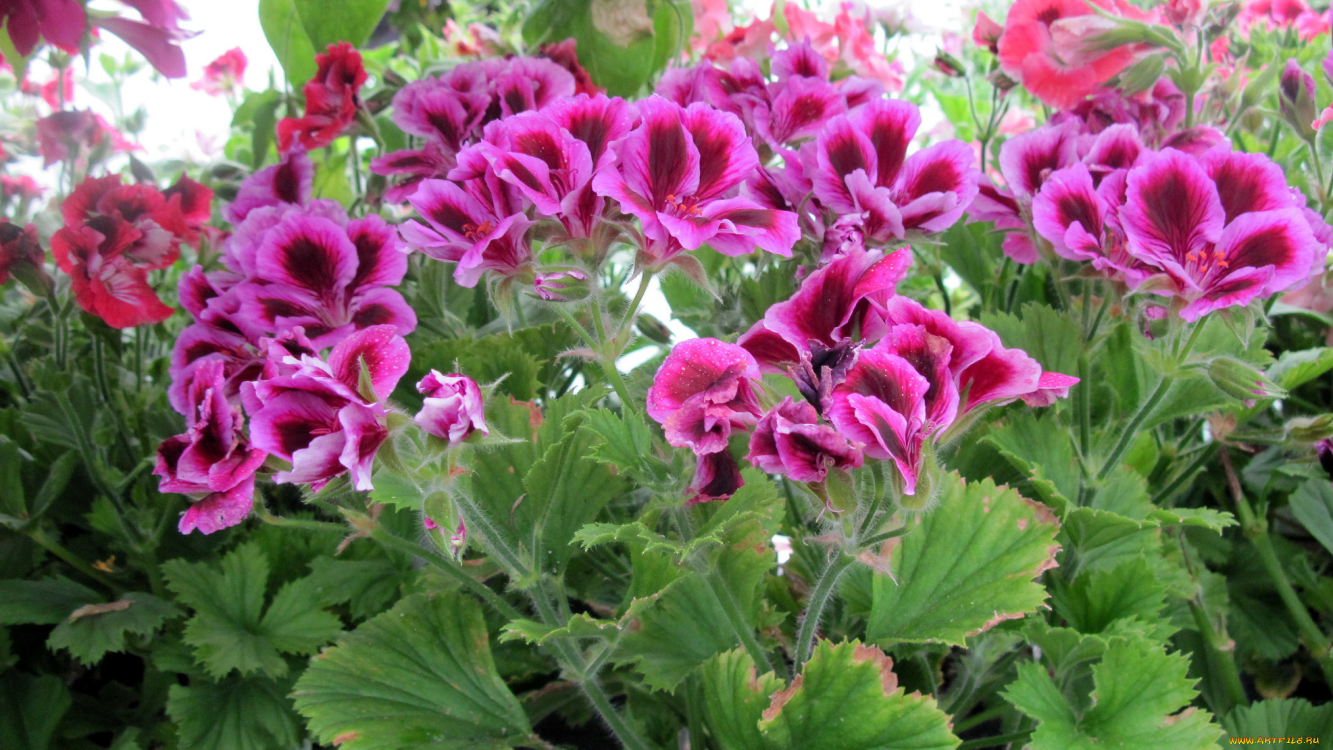 цветы, герань, пестрый