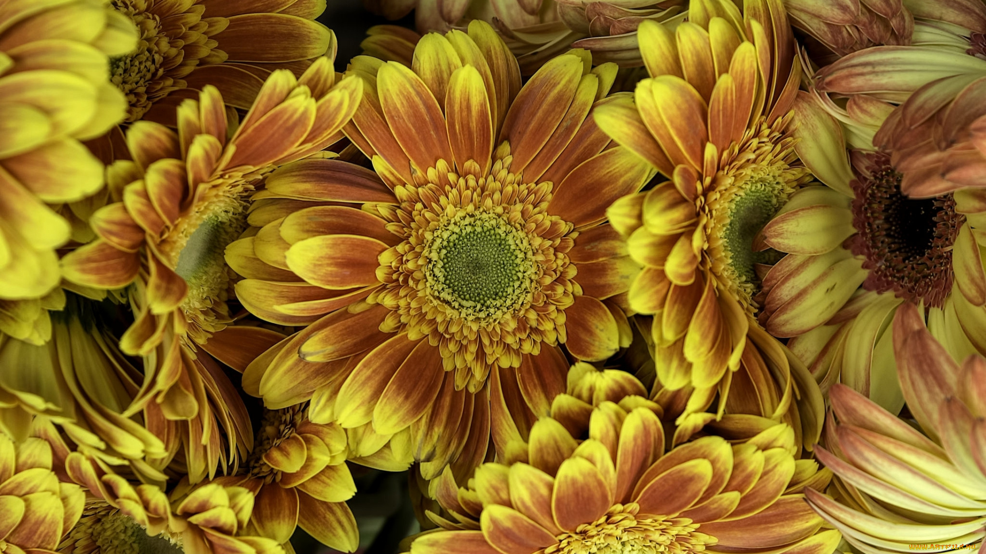 цветы, герберы, кот, кошка, мордочка, взгляд, портрет