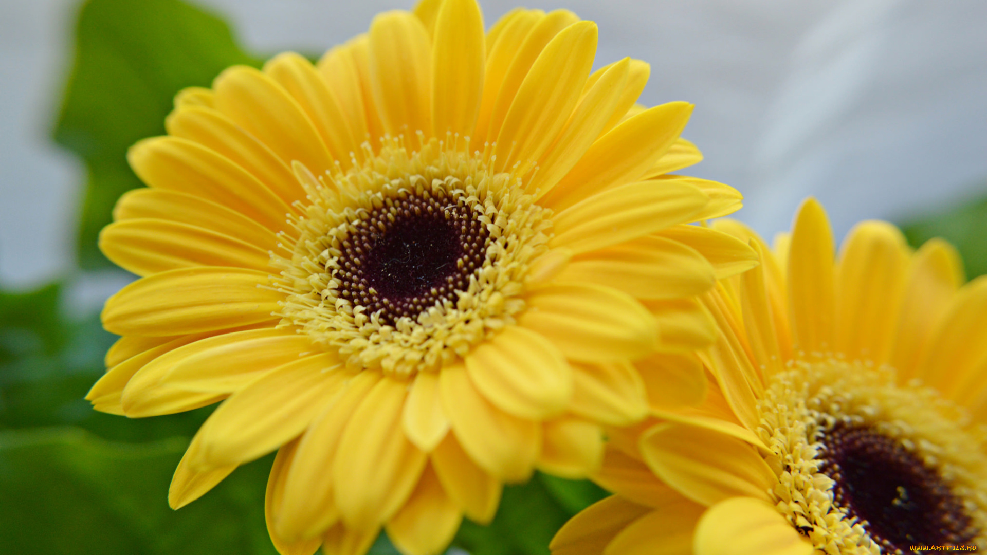 цветы, герберы, жёлтые, дуэт, макро