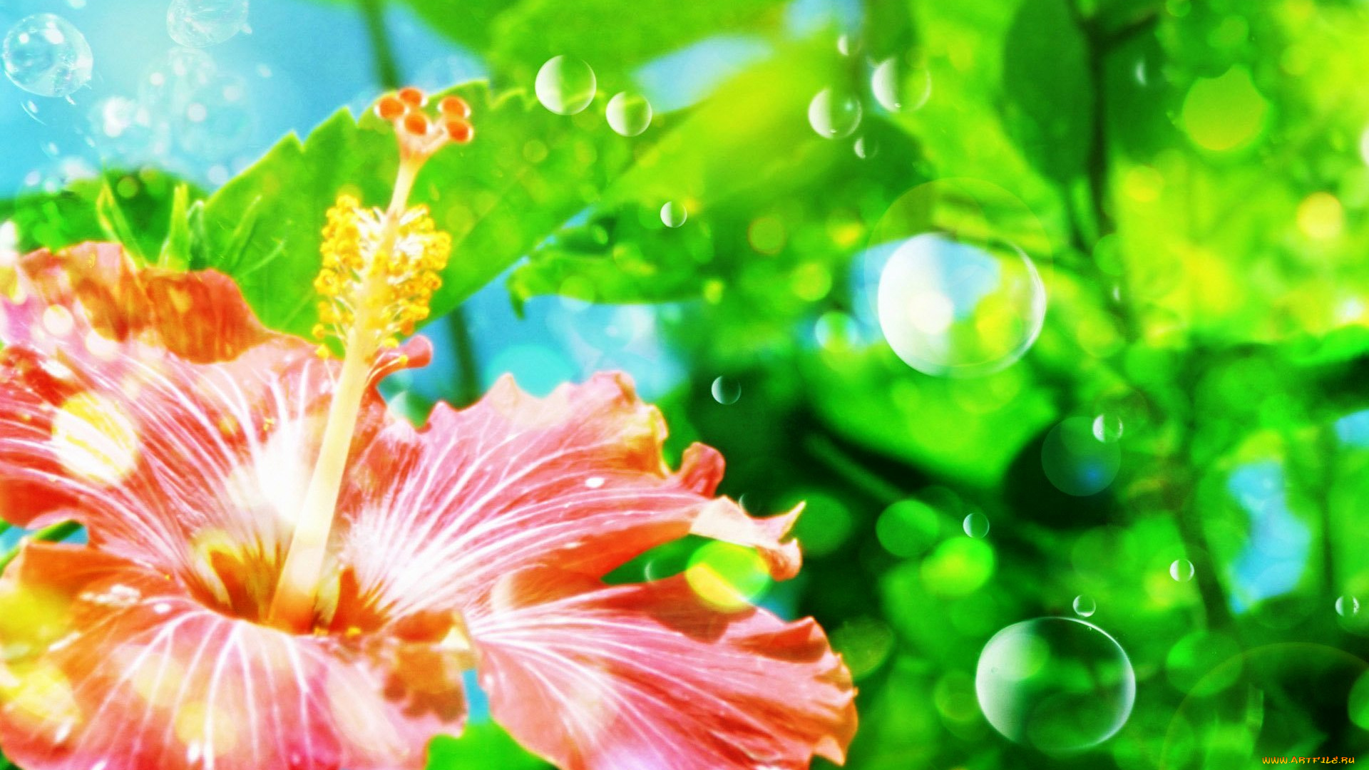 цветы, гибискусы, розовый, цветок, пузыри, зелень, листья