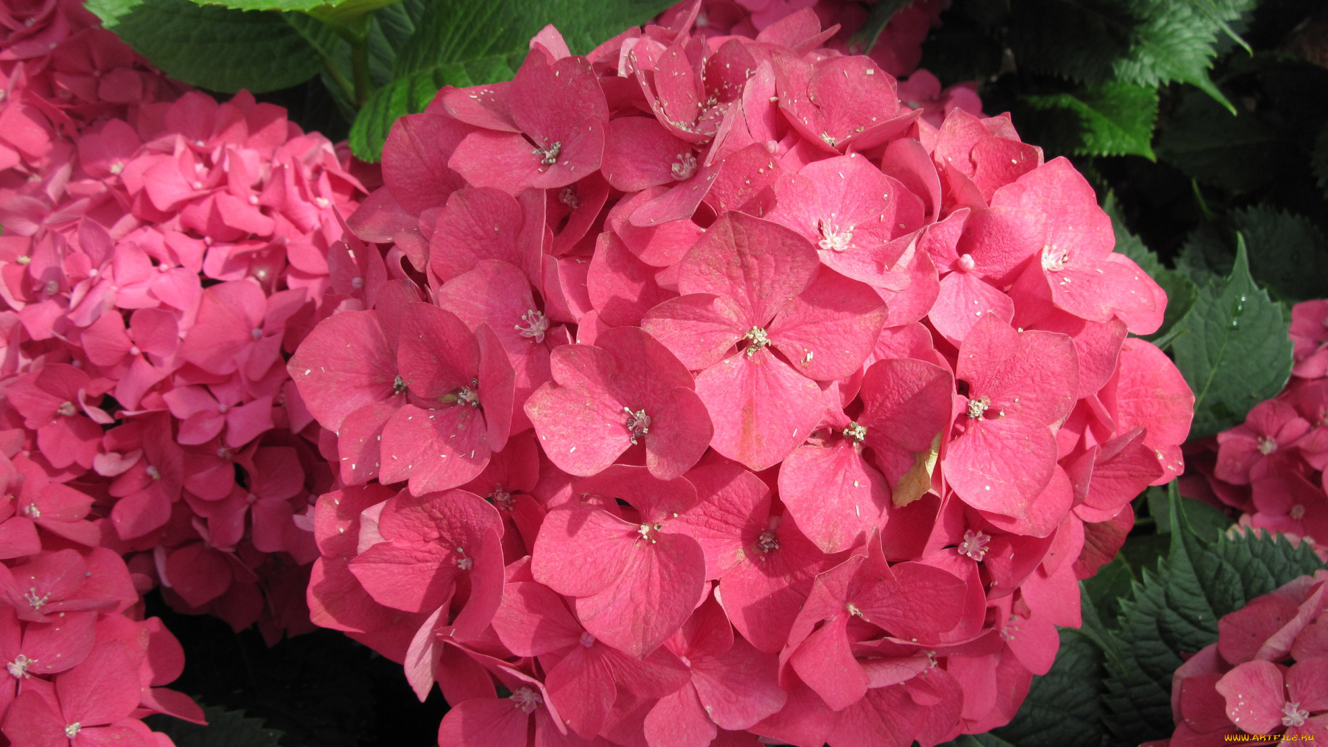 цветы, гортензия, розовый