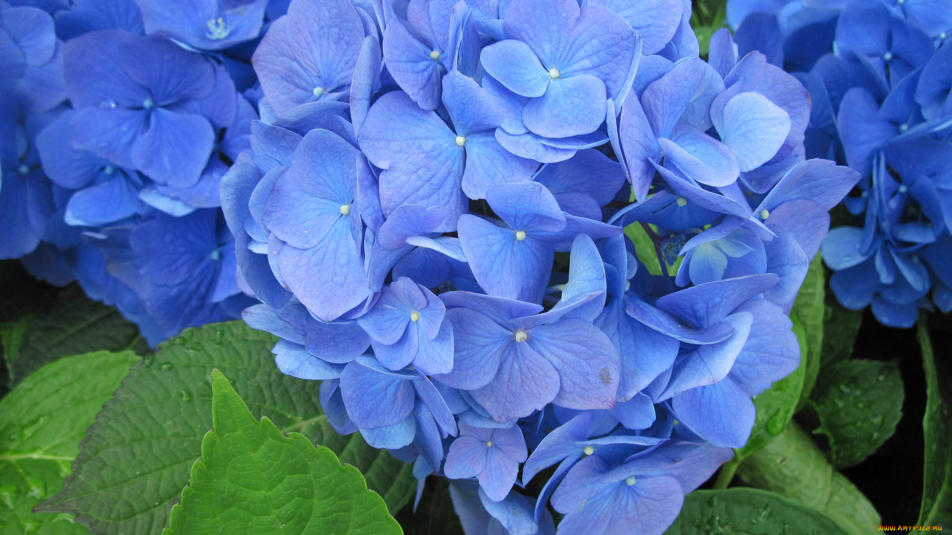 цветы, гортензия, синий