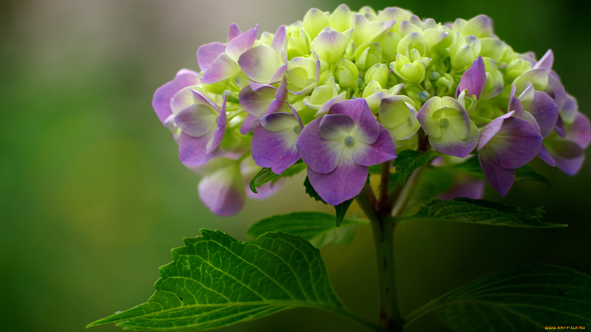 цветы, гортензия, соцветие, макро