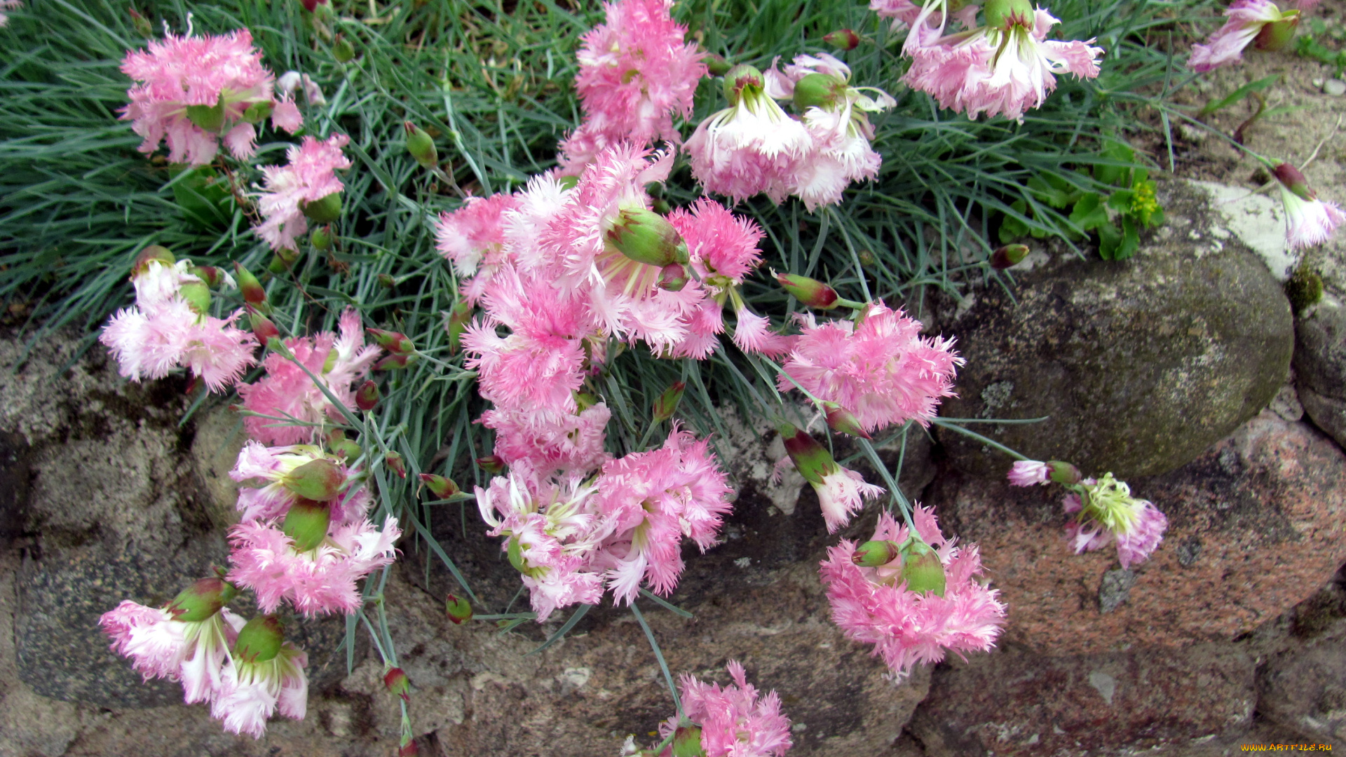 цветы, гвоздики, пушистые