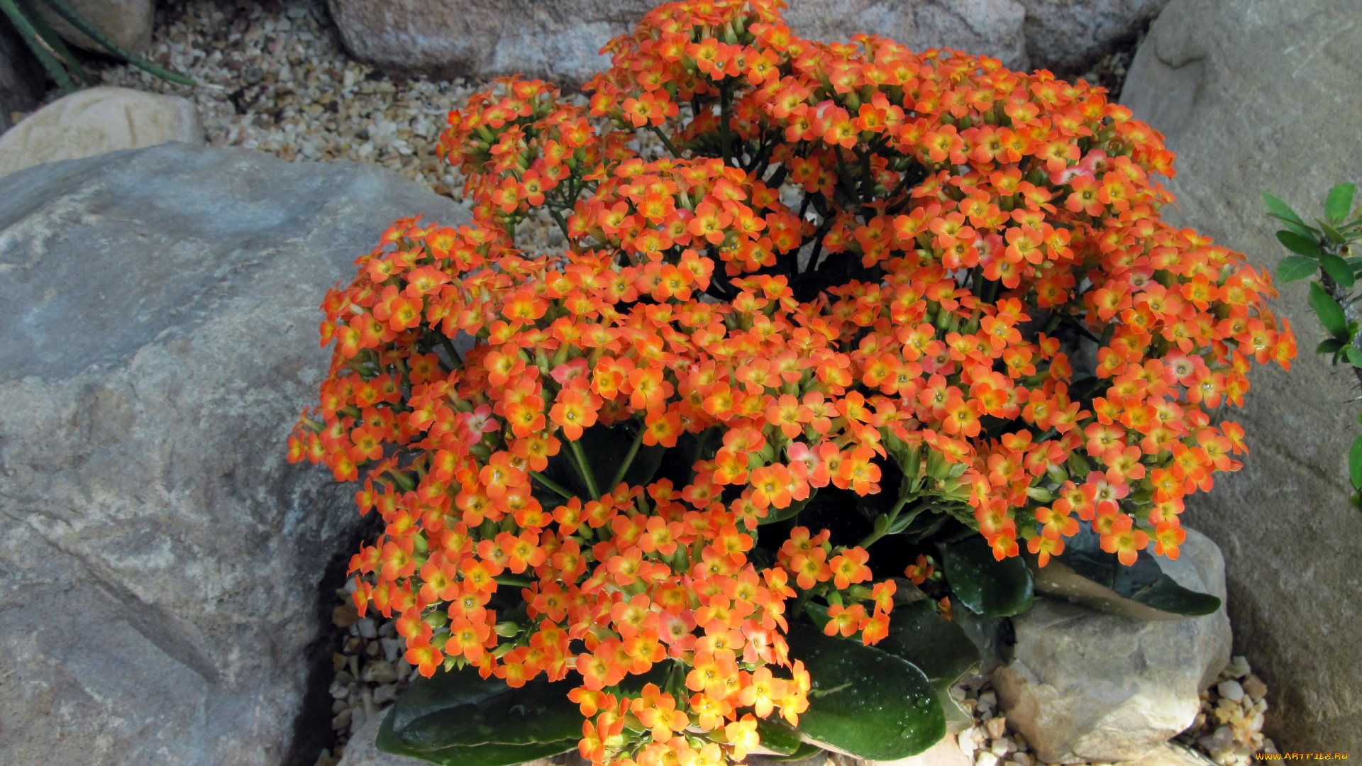 цветы, каланхоэ, оранжевый