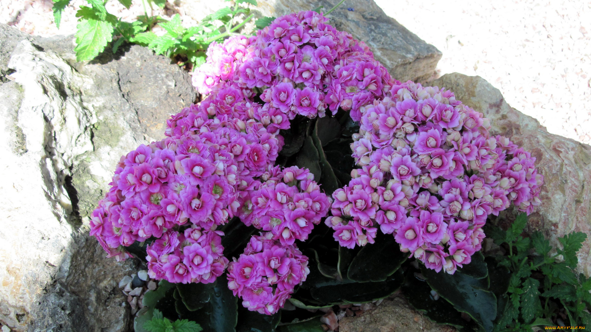 цветы, каланхоэ, сиреневый