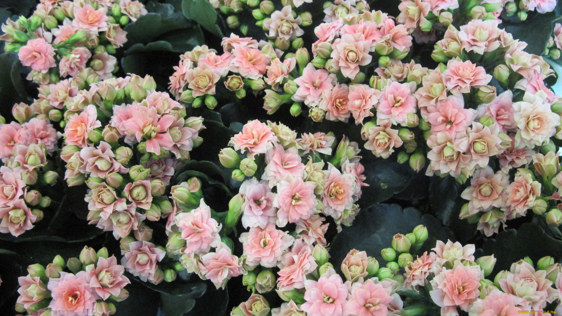 цветы, каланхоэ, соцветия