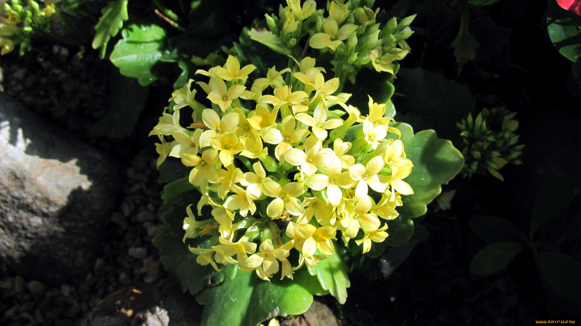 цветы, каланхоэ, солнечный