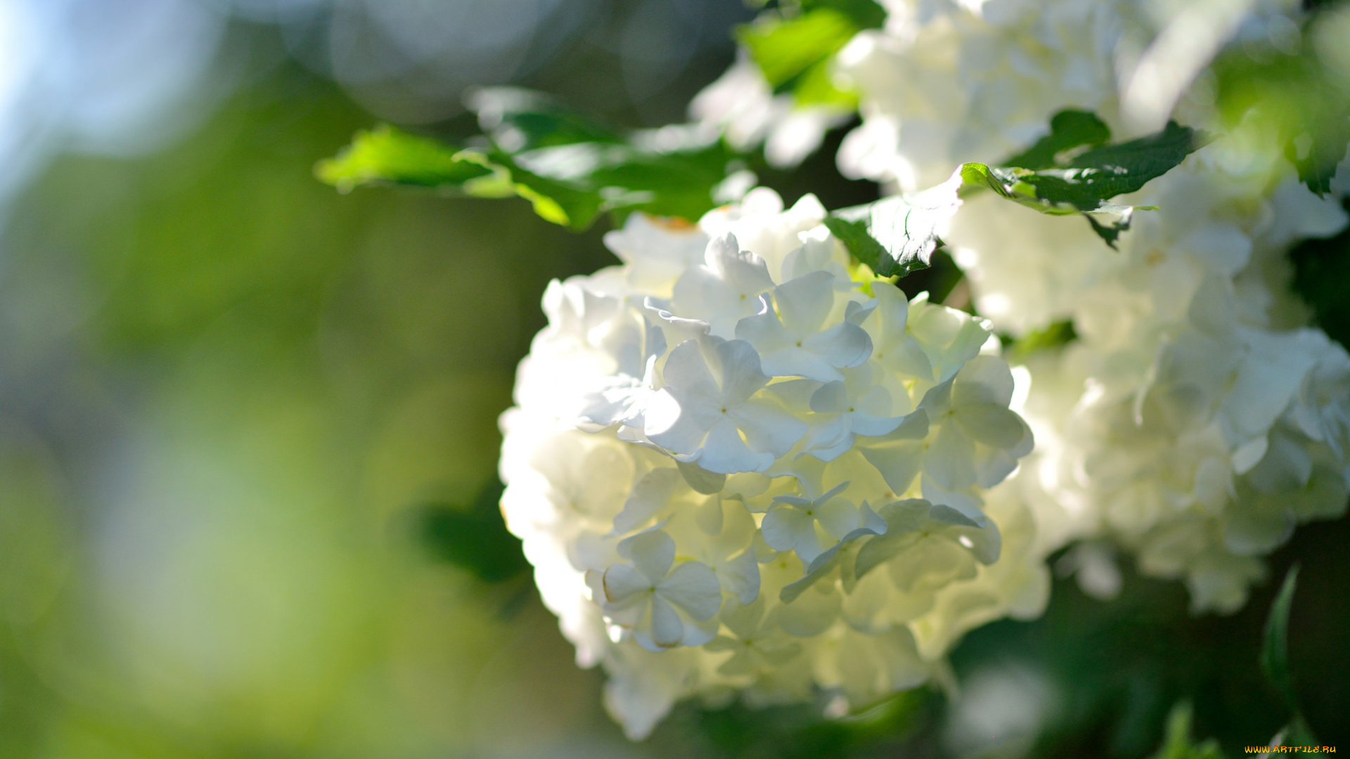 цветы, калина, , бульдонеж, соцветие, макро, боке