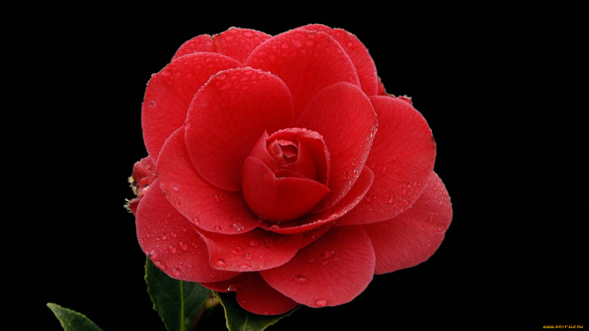 цветы, камелии, роза