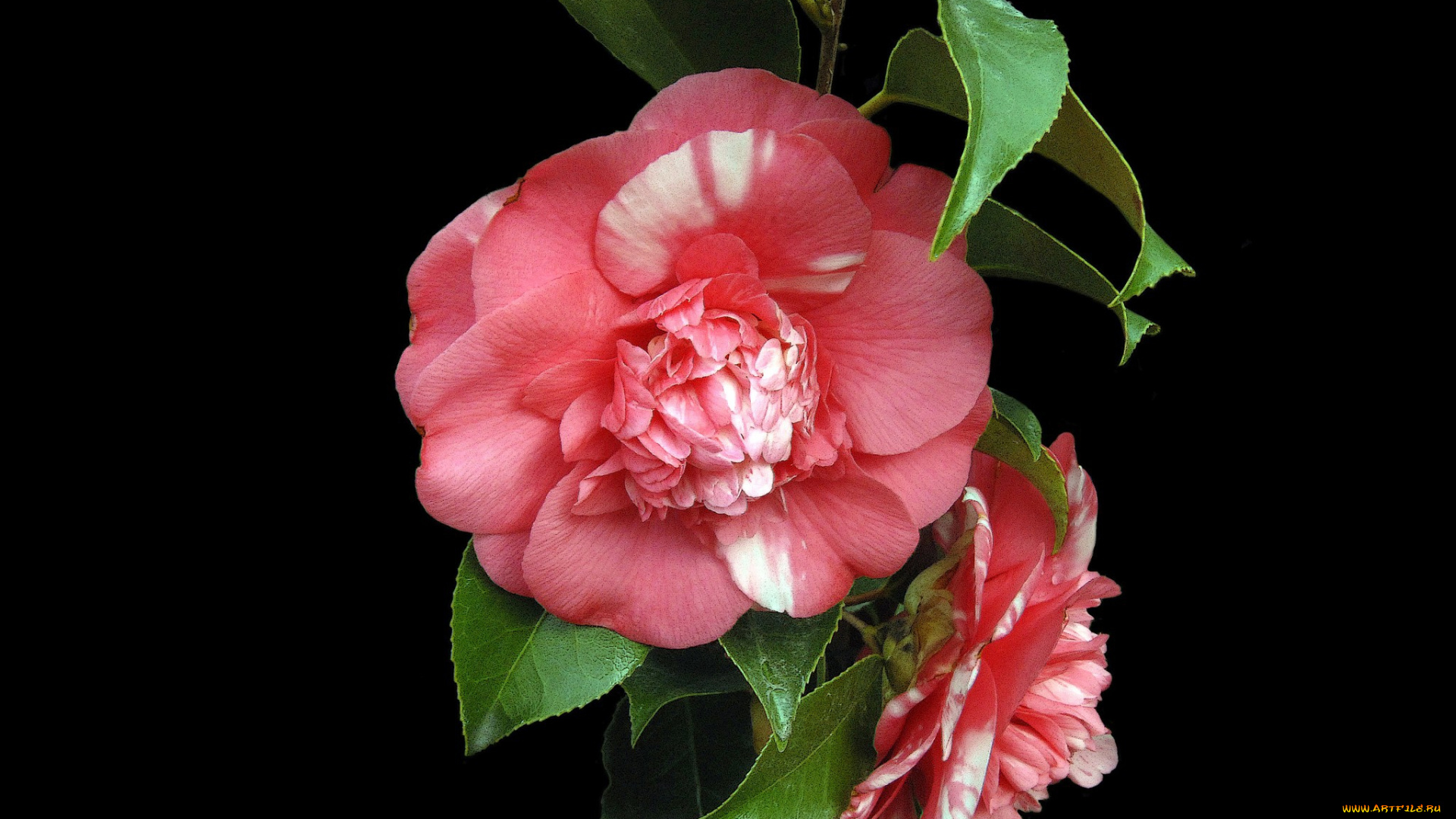 цветы, камелии, роза