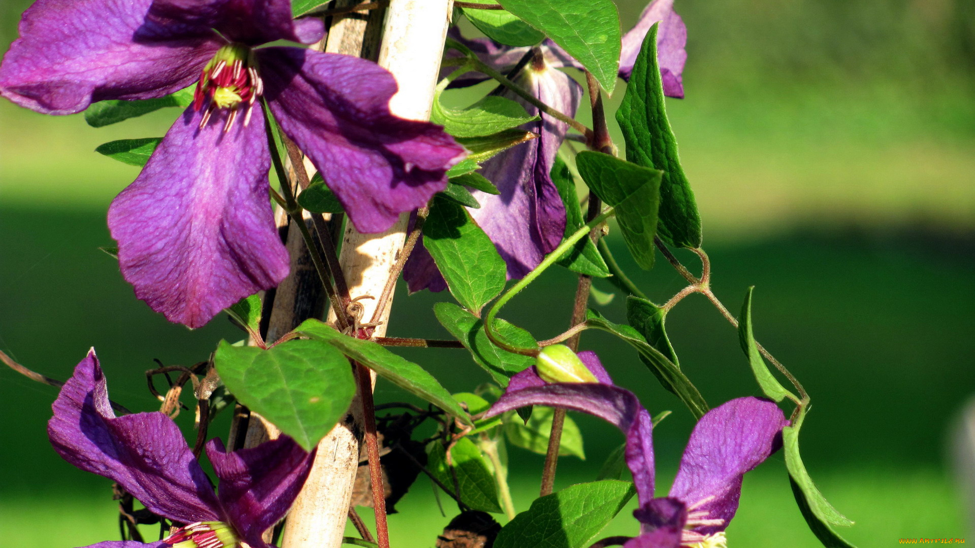 цветы, клематис, , ломонос, фиолетовый