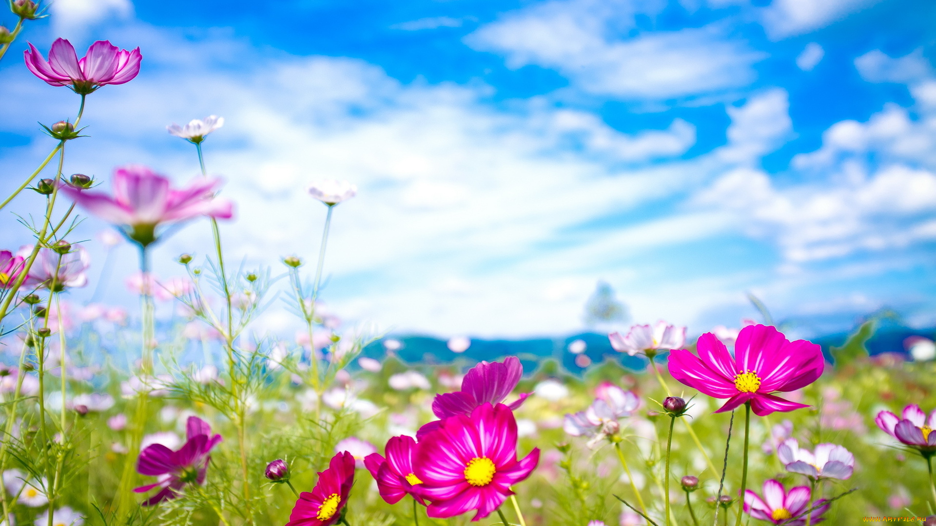 цветы, космея, небо, луга, космеи, белые, розовые