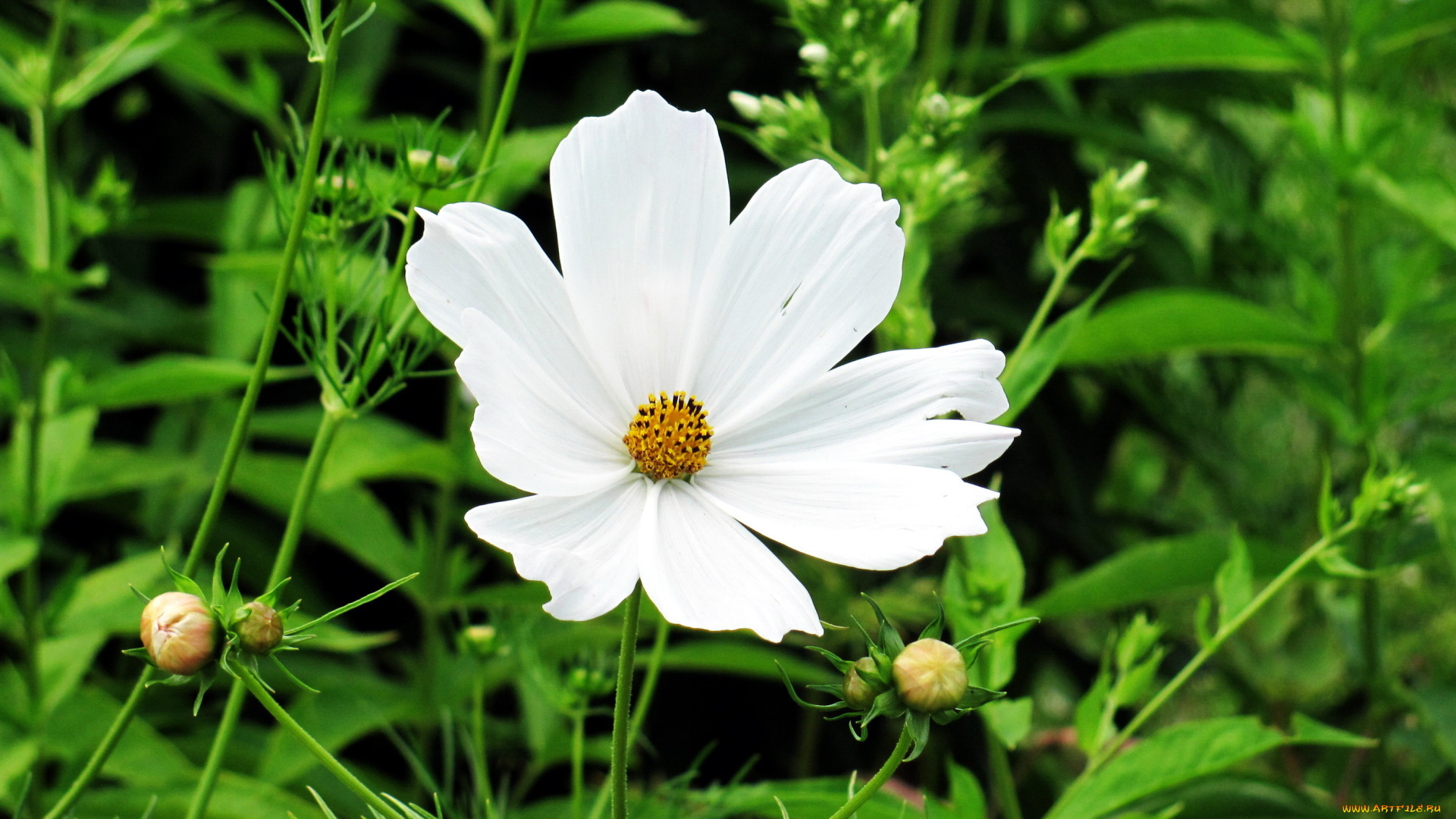 цветы, космея, одиночка
