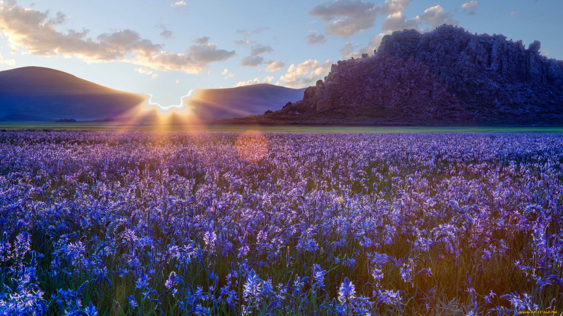 цветы, луговые, , полевые, , цветы, айдахо, прерия, степь, камассии, рассвет, восход