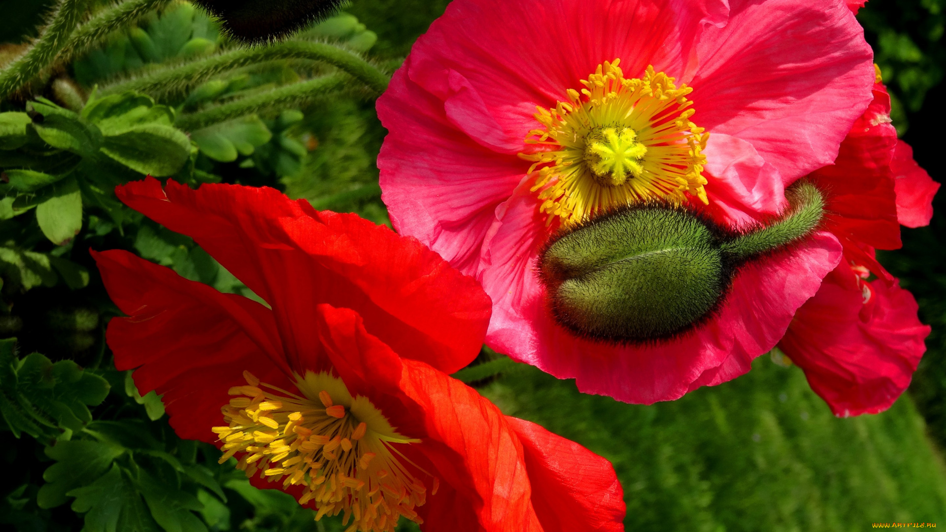 цветы, маки, бутон, макро