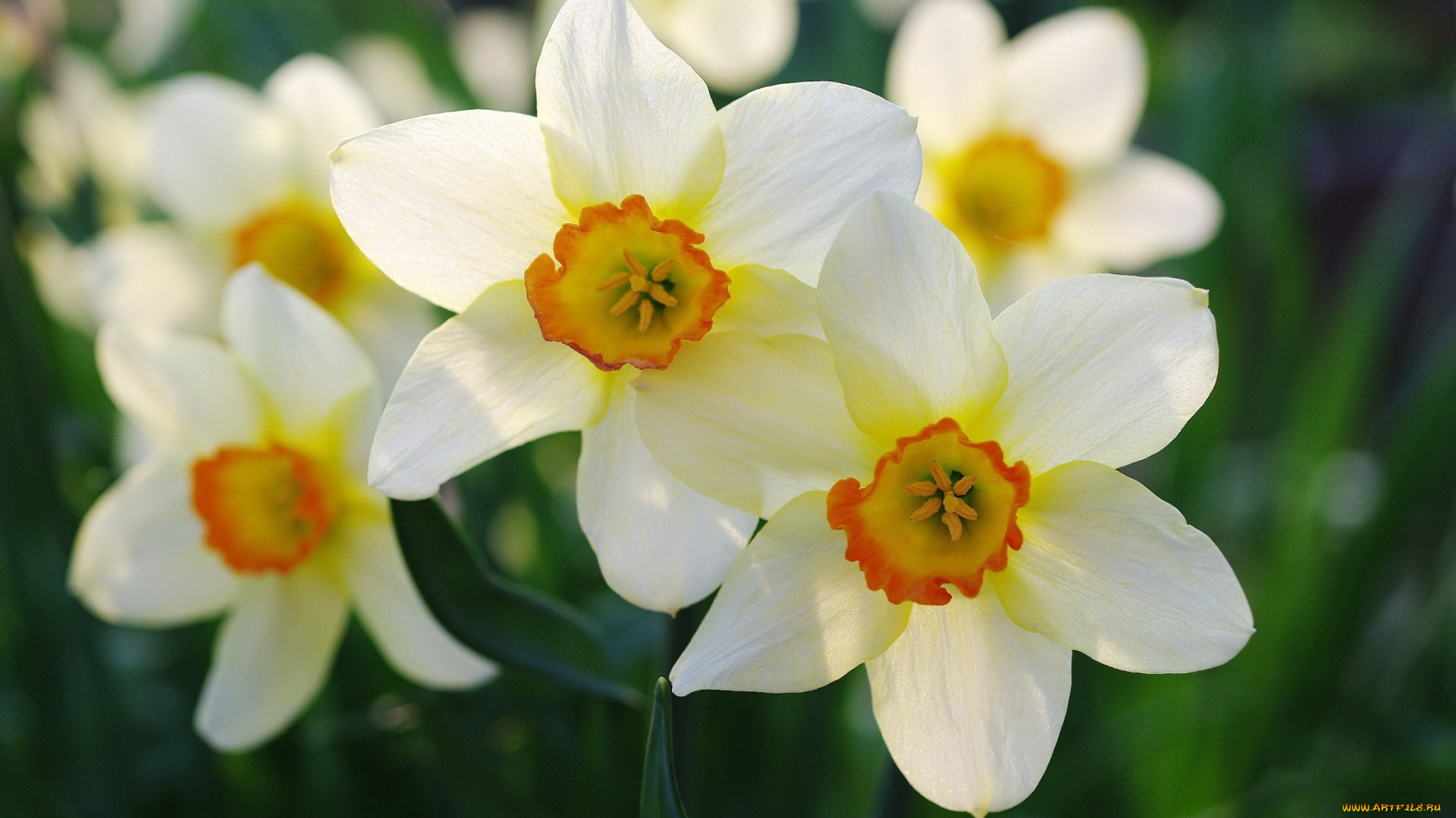 цветы, нарциссы, весна, лепестки