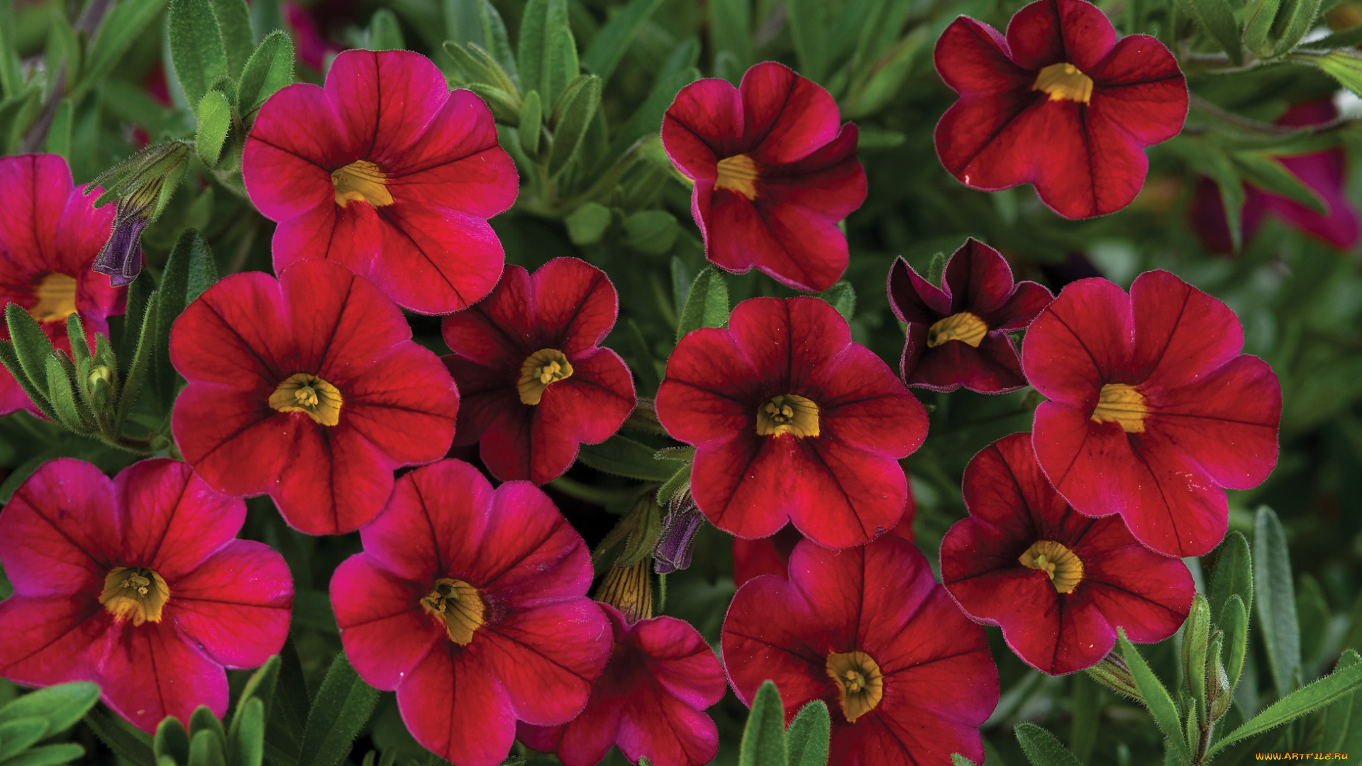 цветы, петунии, , калибрахоа, фон, лепестки