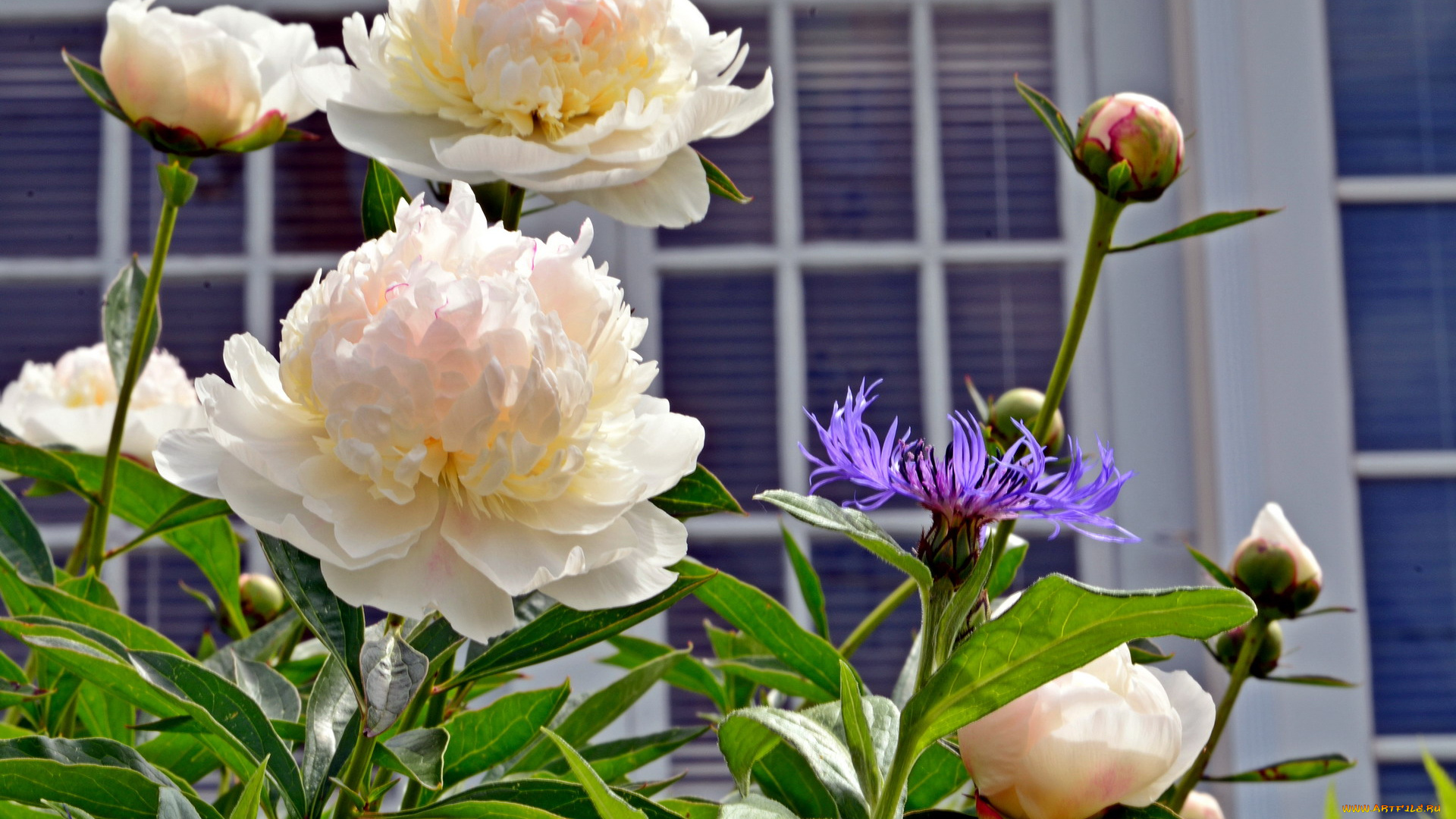 цветы, пионы, бутоны