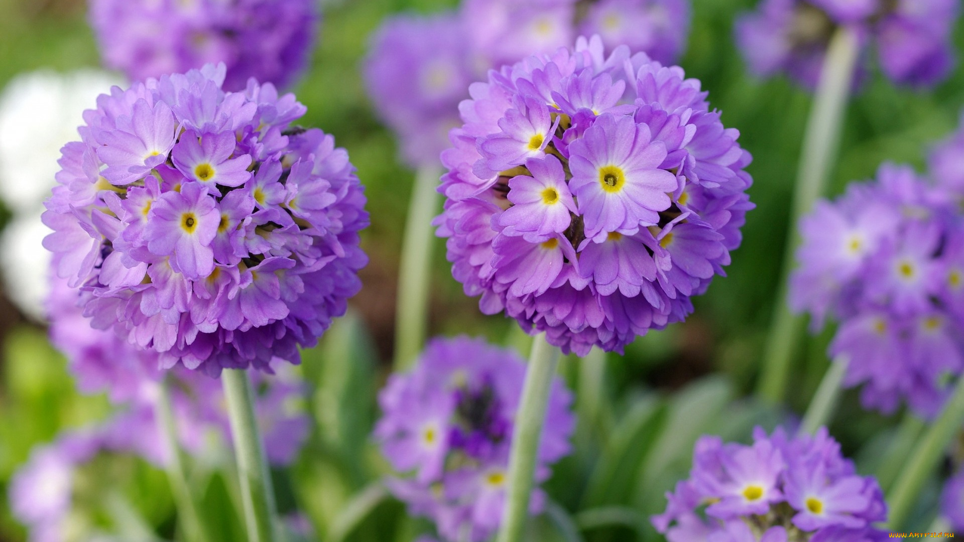 цветы, примулы, примула, сиреневый, шары