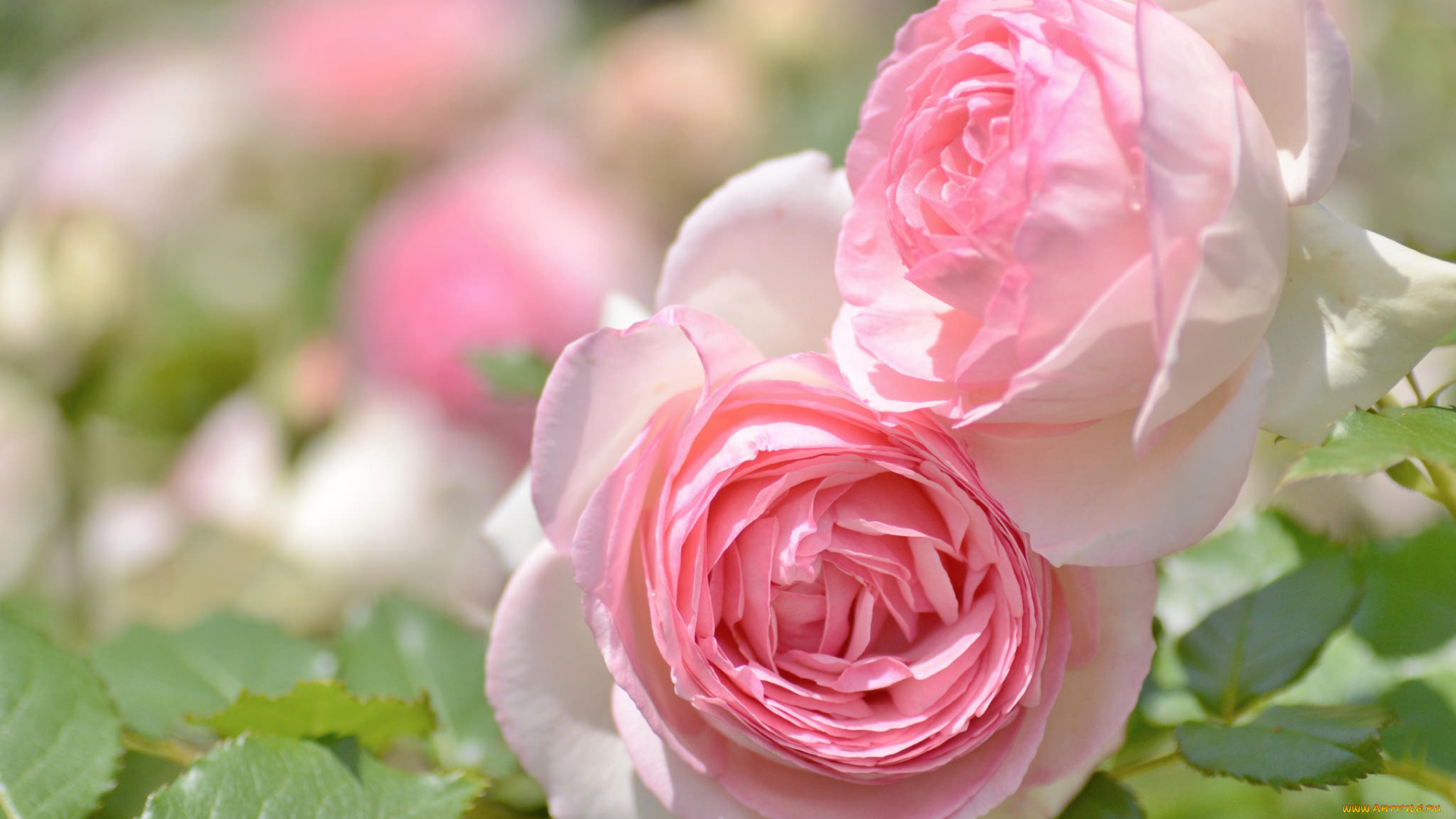 цветы, розы