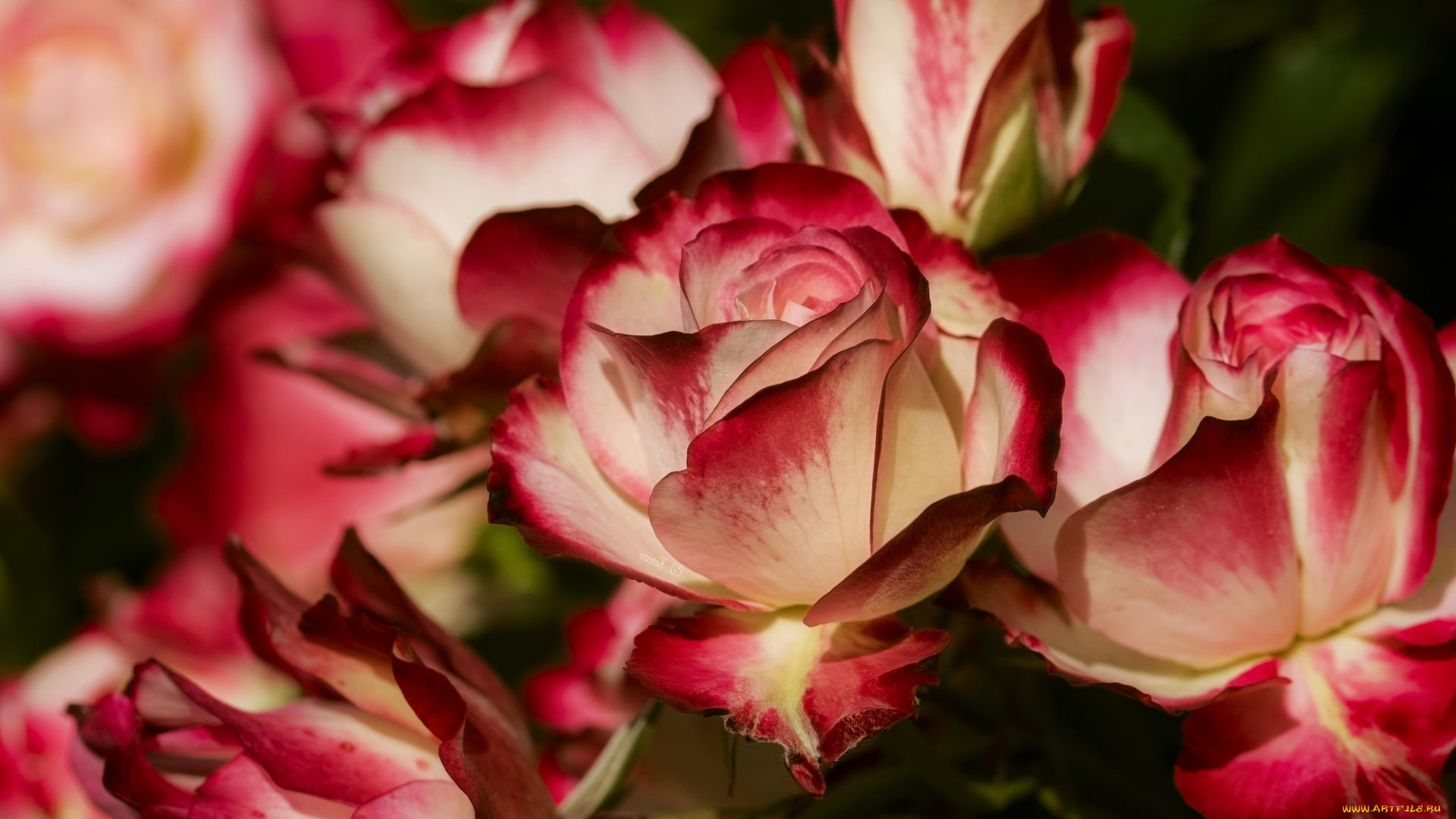 цветы, розы, бутоны, лепестки, макро