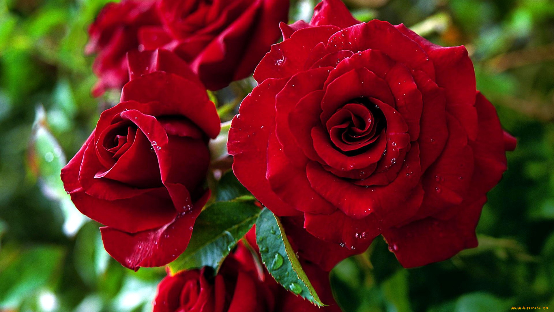 цветы, розы, капли, красный