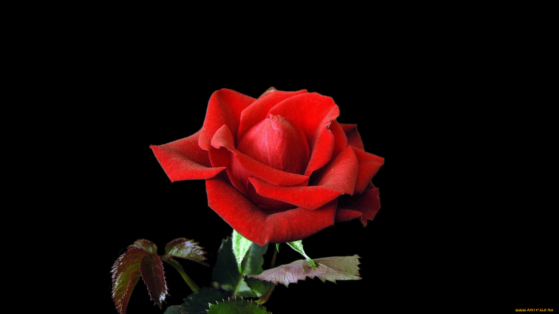 цветы, розы, роза