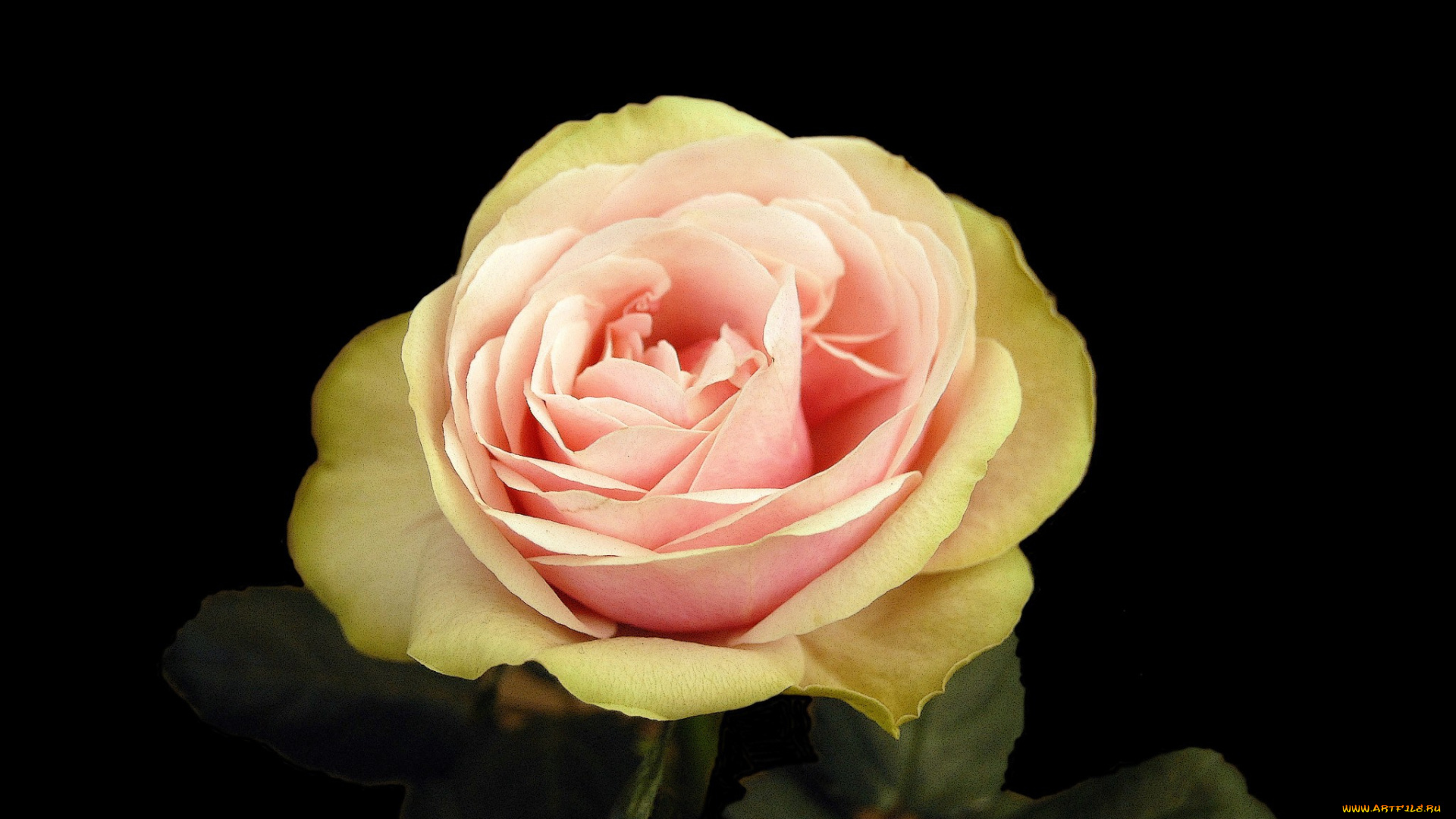 цветы, розы, роза