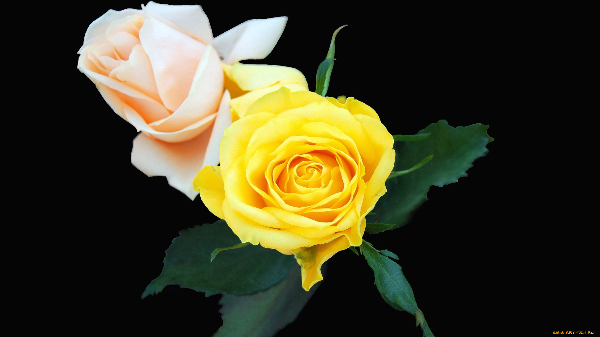 цветы, розы, роза