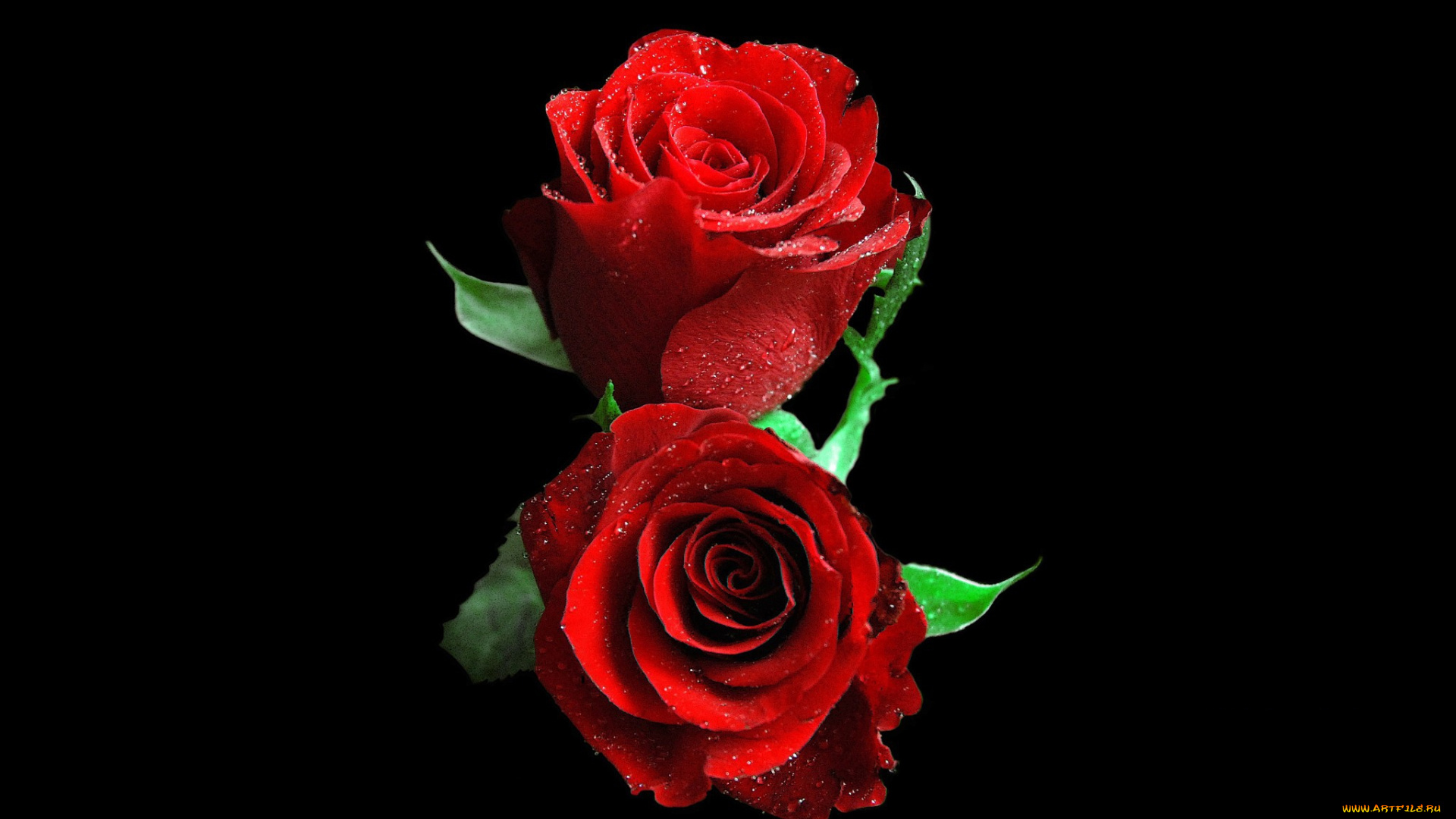 цветы, розы, роза