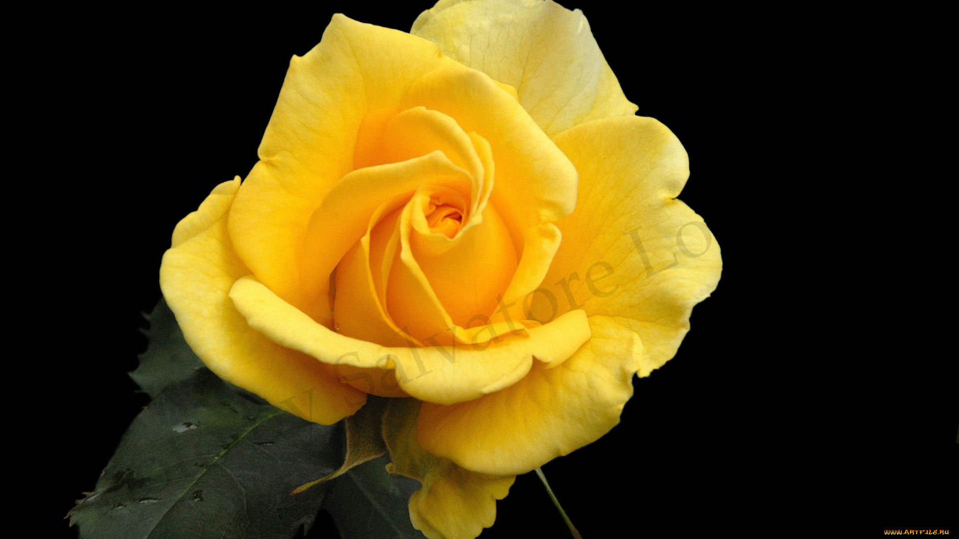 цветы, розы, роза