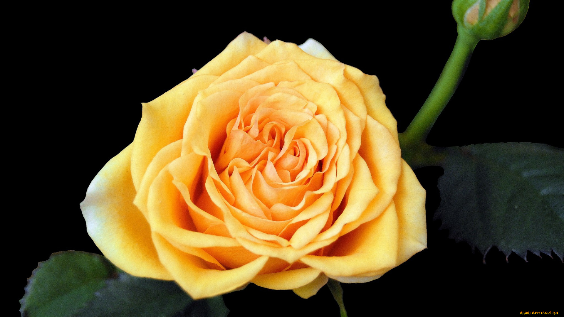 цветы, розы, роза