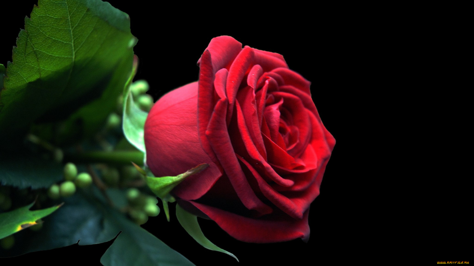 цветы, розы, роза