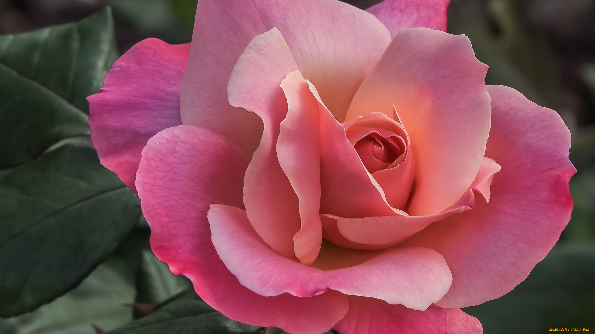 цветы, розы, роза