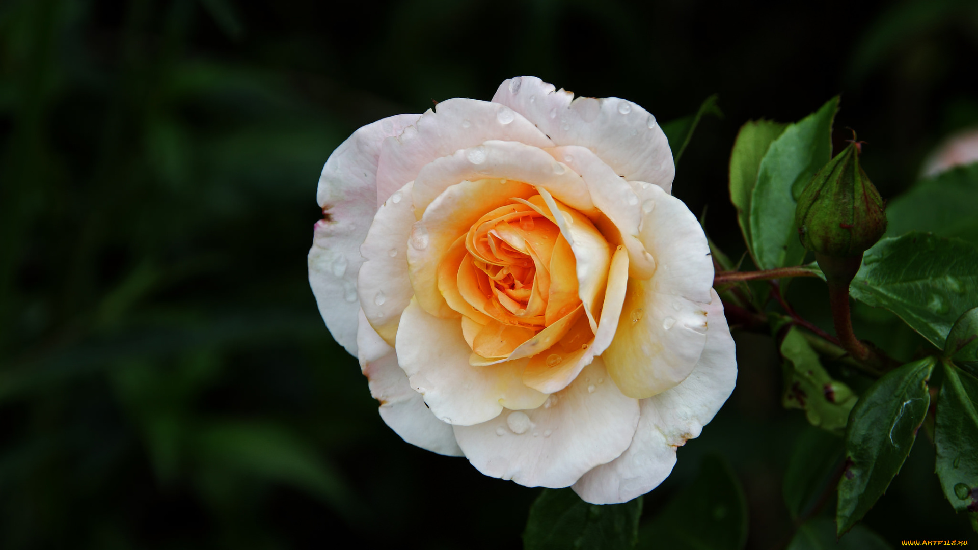 цветы, розы, роза