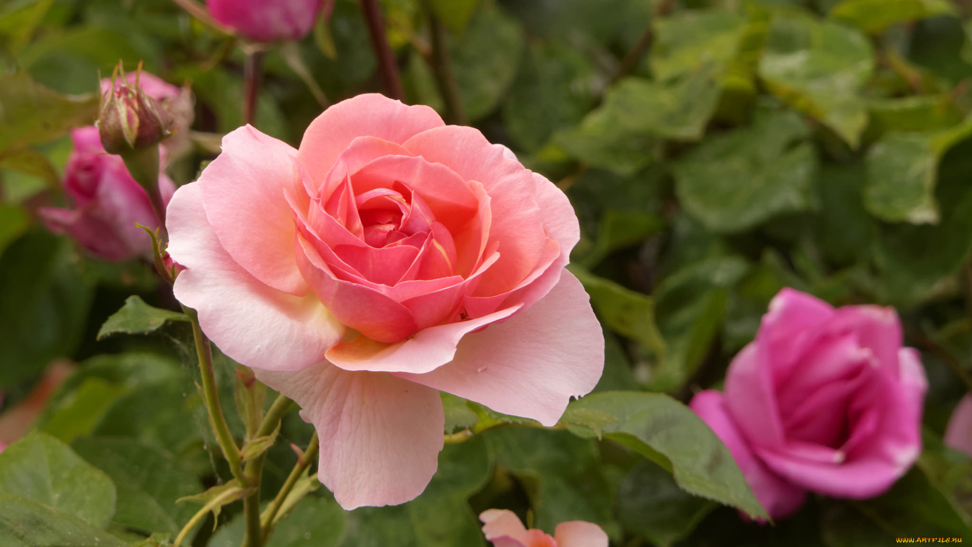 цветы, розы, роза