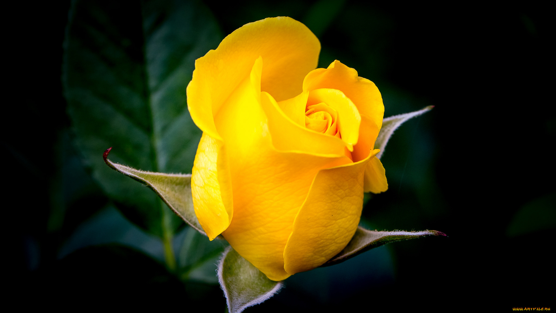 цветы, розы, роза