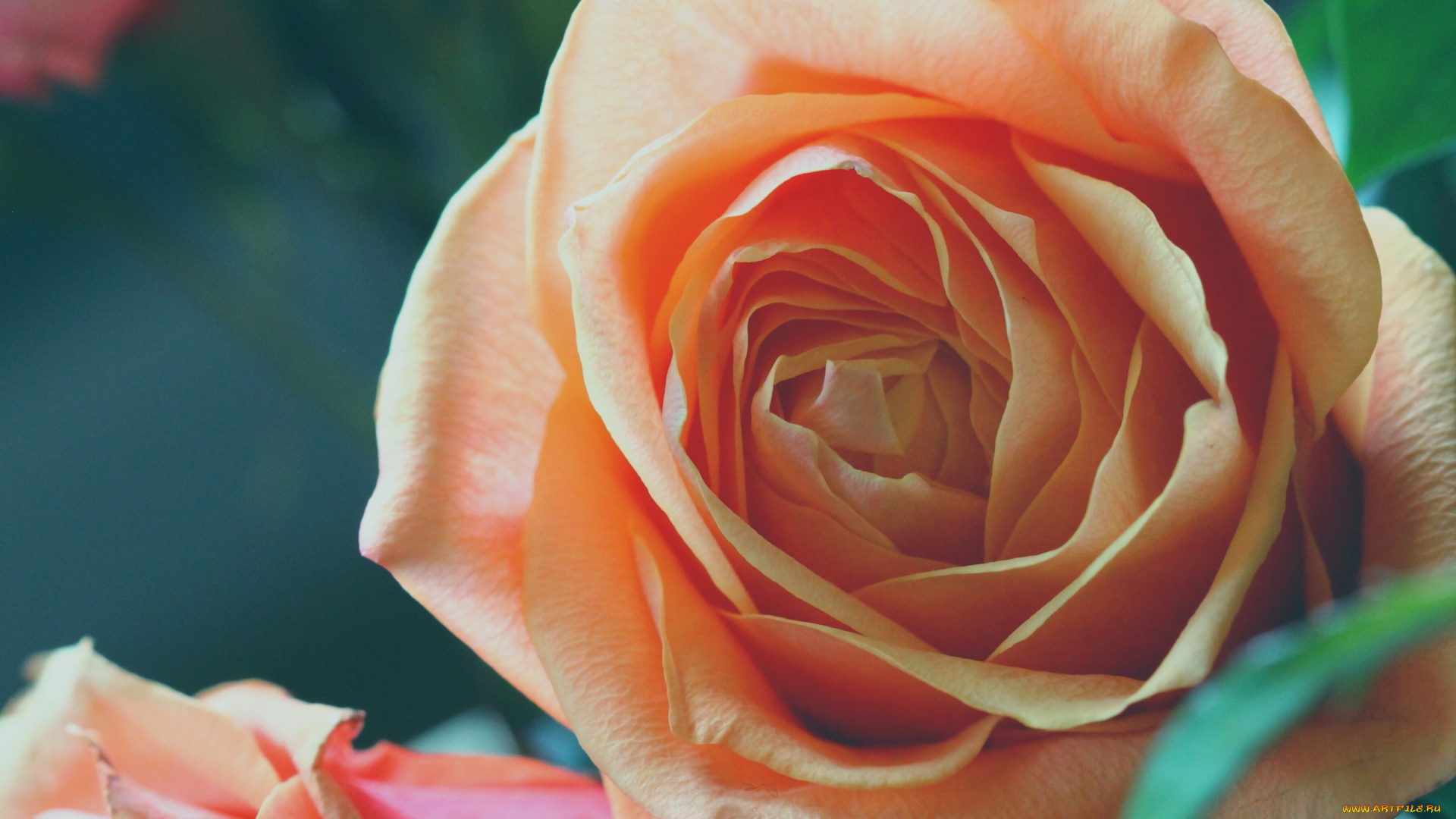 цветы, розы, роза, бутон, макро