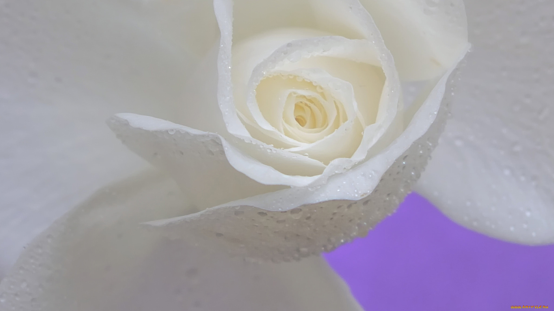 цветы, розы, роза, лепестки, бутон, капли, макро