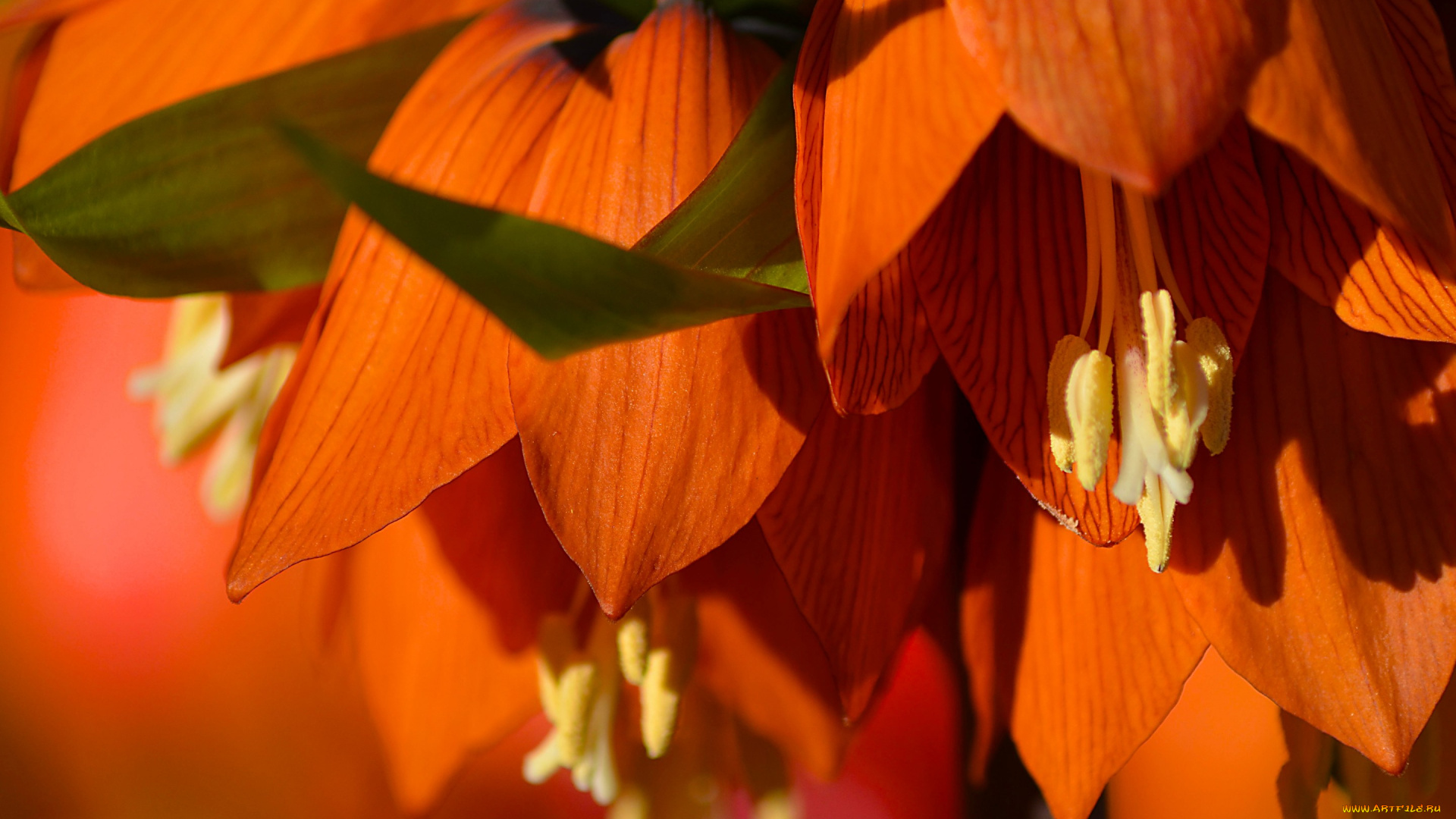 цветы, рябчики, рябчик, императорский, лепестки, макро