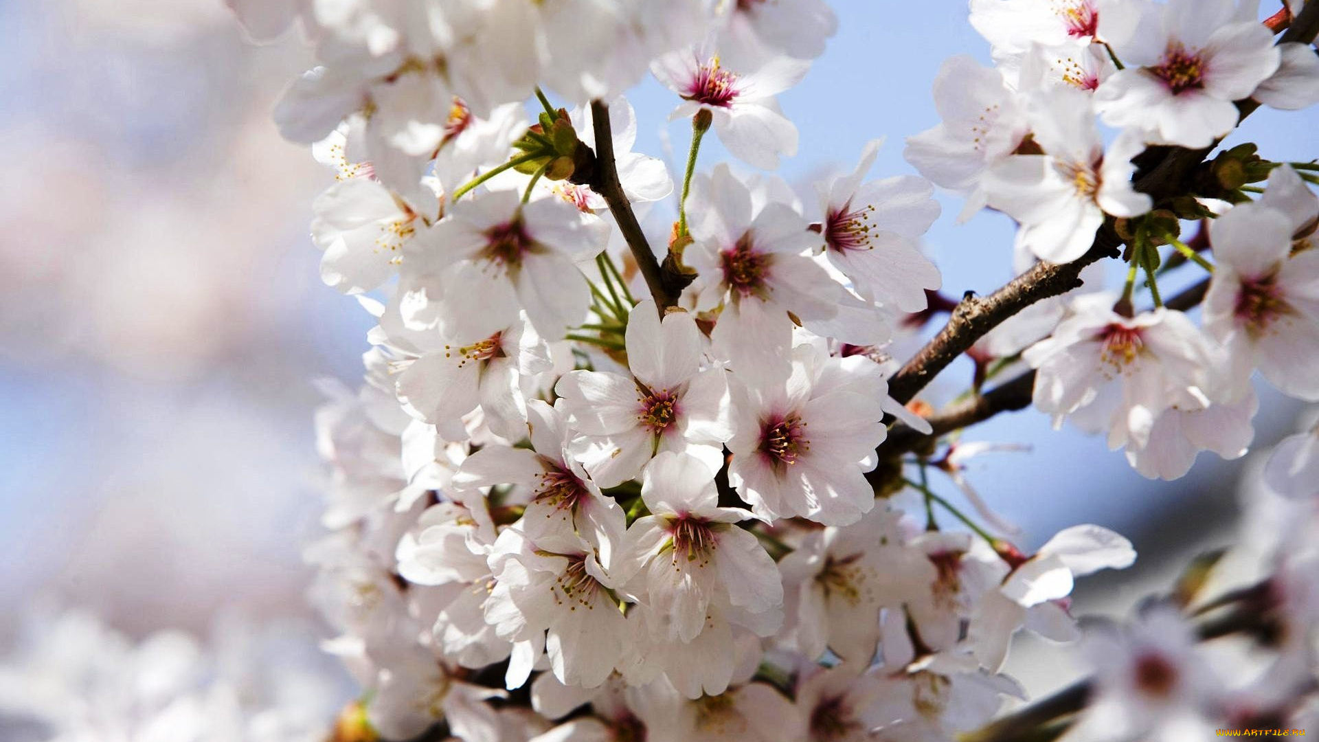 цветы, сакура, , вишня, ветка, весна, цветение